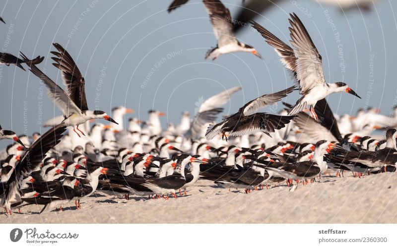 Flock of black skimmer terns Rynchops niger Beach Ocean Nature Sand Virgin forest Coast Animal Wild animal Bird Flying Red Black White Terns Sea bird Naples