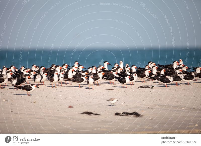 Flock of black skimmer terns Rynchops niger Beach Ocean Nature Sand Virgin forest Coast Animal Wild animal Bird Flying Blue Red Black White Terns Sea bird