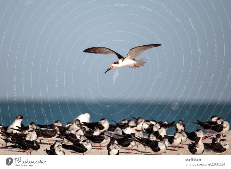 Flock of black skimmer terns Rynchops niger Beach Ocean Nature Sand Virgin forest Coast Animal Wild animal Bird Flying Blue Red Black White Terns Sea bird