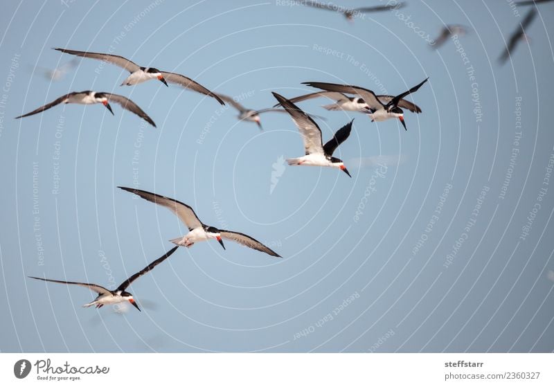 Flock of black skimmer terns Rynchops niger Beach Ocean Nature Sand Virgin forest Coast Animal Wild animal Bird Flying Blue Red Black White Terns Sea bird