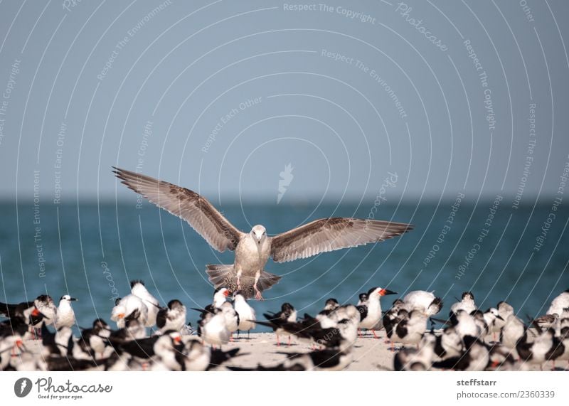 Herring gull Larus argentatus on the beach Beach Ocean Nature Sand Virgin forest Coast Animal Wild animal Bird Flock Flying Blue Red Black White White spoonbill