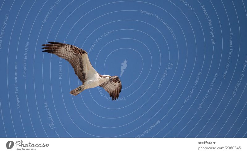 Osprey bird of prey Pandion haliaetus flying Beach Ocean Nature Sand Virgin forest Coast Animal Wild animal Bird 1 Flying Blue Brown White Sea bird sea hawk