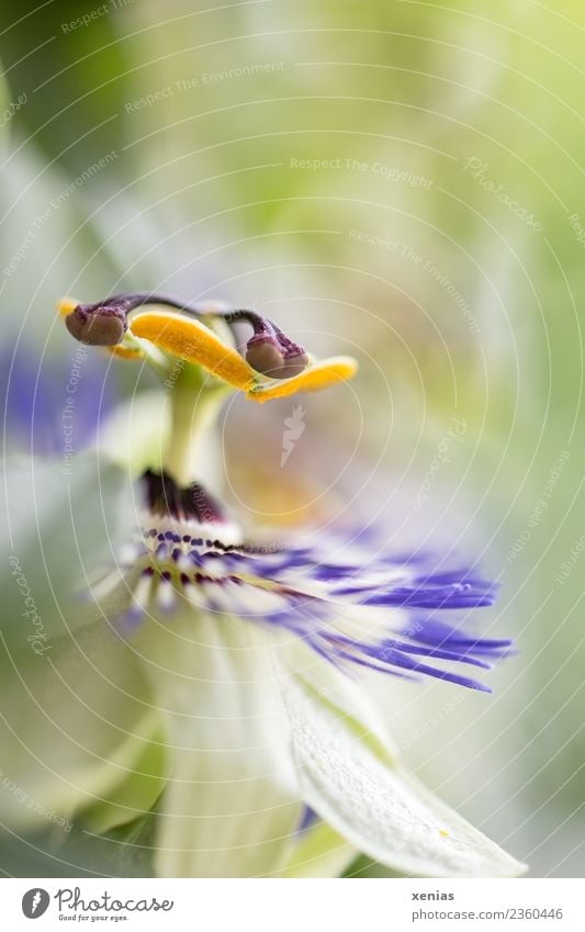 Macro photograph of a passion flower with shallow depth of field flowers bleed Passion flower Yellow green Violet Studio shot Close-up Detail Copy Space top