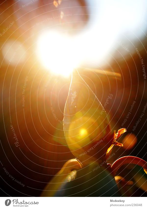 vernal reflection Nature Plant Sunrise Sunset Sunlight Summer Tree Blossom Near Natural Point Brown Yellow Gold Bud Reflection Closed Colour photo