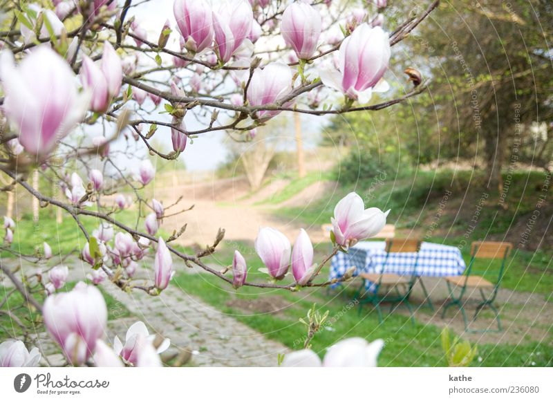 magnolia Spring Plant Flower Blossom Garden Park Beautiful Pink Spring fever Colour photo Exterior shot Deserted Day Sunlight Shallow depth of field