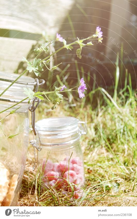 sweet garden Candy Nature Plant Summer Flower Preserving jar Colour photo Exterior shot Day Light 1 Exceptional Deserted Grass Meadow Red