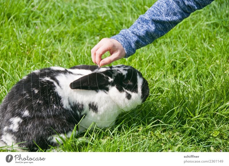 Curious scaredy-cat. Arm Hand Animal Pet Zoo Petting zoo 1 Green Black White Duck down Fear Scaredy-cat Caress Hare & Rabbit & Bunny Easter Bunny