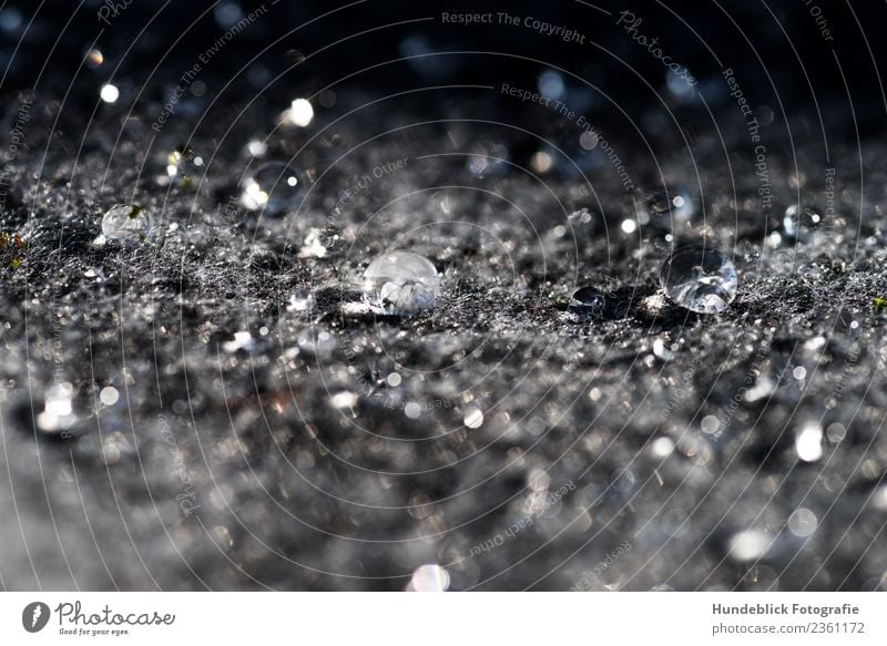 morning dew Elements Water Drops of water Spring Esthetic Fluid Gray Calm Dew Cloth Felt Light and shadow Black & white photo Exterior shot Close-up Detail