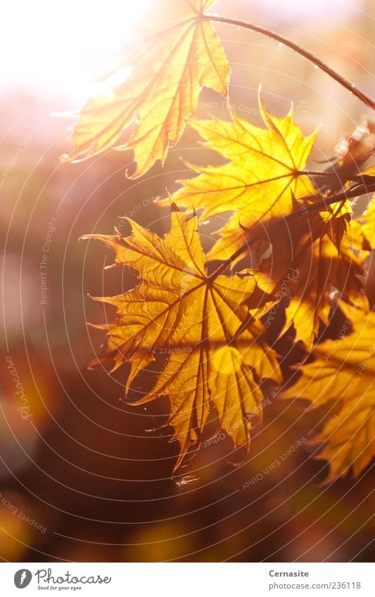 Golden Hour Nature Plant Sunlight Tree Leaf Meadow Field Esthetic Authentic Dark Simple Natural Beautiful Warmth Wild Soft Brown Yellow Emotions Moody Blur