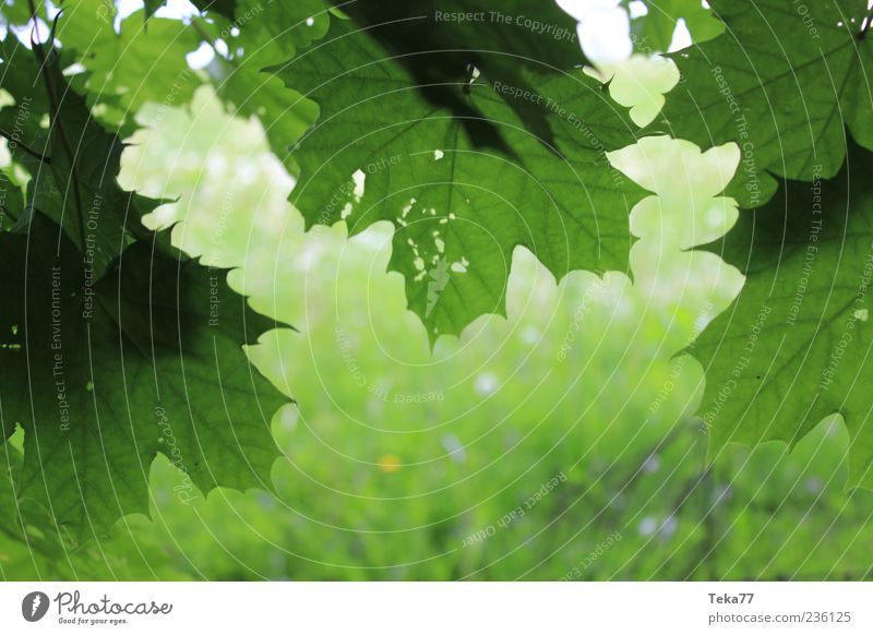 spring forms Environment Nature Plant Spring Beautiful weather Grass Leaf Esthetic Green Spring fever Colour photo Exterior shot Deserted Shallow depth of field