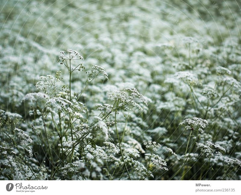 weeds Environment Nature Plant Green White Meadow Blossom Colour photo Exterior shot Close-up Day Shallow depth of field Deserted Blur