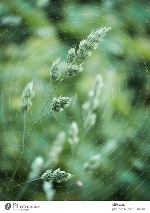 tangle grass Plant Grass Green Colour photo Exterior shot Detail Morning Shallow depth of field Deserted Close-up Grass blossom Blur