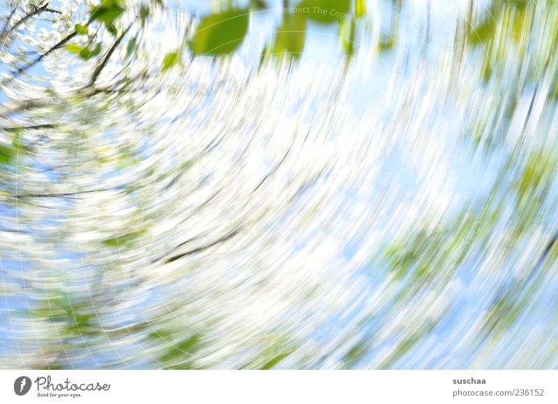 early... ling Nature Plant Sky Spring Climate Beautiful weather Wind Gale Tree Rotate Exceptional Fresh Blue Green Movement Leaf Blossom Branch Colour photo