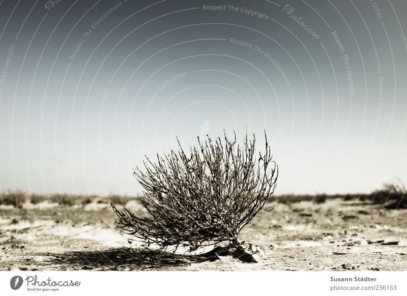 Spiekeroog | Survival Artist Plant Elements Sand Drought Beach Salt meadow Salt flats Exterior shot Close-up Deserted Copy Space top Day Dry