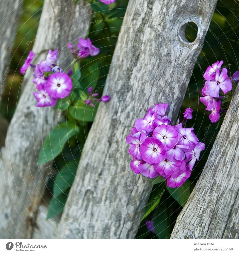 zaungast Plant Summer Flower Blossom Wood Phlox Violet Gray Garden fence Green Colour photo Exterior shot Close-up Deserted Twilight Shallow depth of field