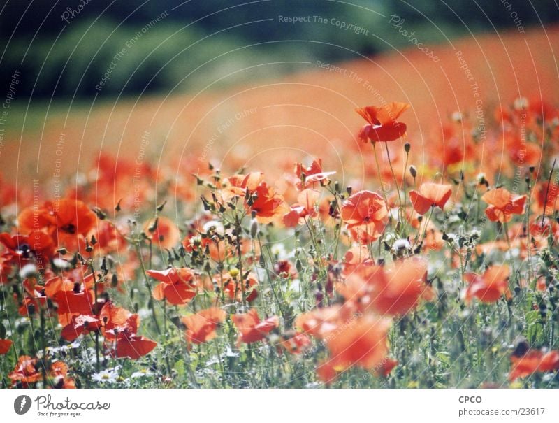 Poppy field one Flower Meadow Flower meadow Summer