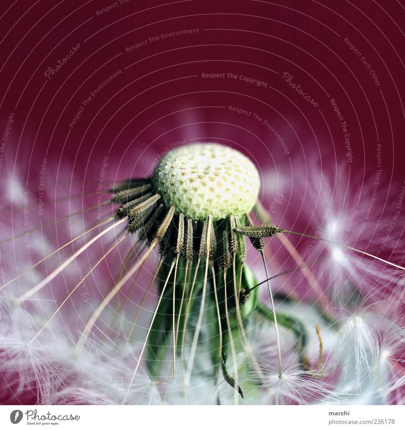 dandelion Nature Plant Spring Summer Flower Foliage plant Violet Magenta Dandelion Seed Close-up Macro (Extreme close-up) Blur Beautiful Colour photo