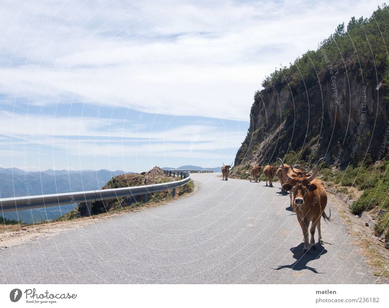 caravana Pet Farm animal Cow Herd Walking Hiking Hot Bright Blue Brown Gray Serene Lanes & trails Street Rock Sky Clouds Traverse Mountain Subdued colour