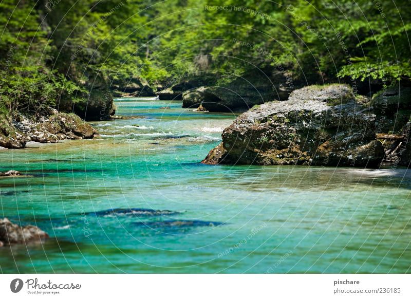 Somewhere in nowhere Nature Landscape Water Forest River bank Natural Blue Green Salzach Colour photo Exterior shot Day Shallow depth of field Rock Stone Plant