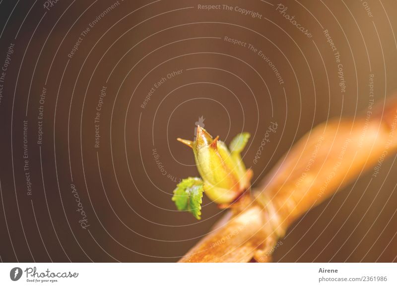 Jump! Plant Bushes horticultural climbing Creeper Tendril Leaf bud Growth Small Natural New Curiosity Positive Beautiful Yellow Gold Green Orange Spring fever