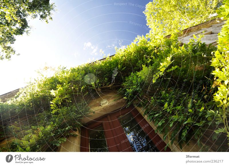 door Wall (barrier) Wall (building) Facade Door Surrealism Decline Transience Halle (Saale) Sky Blue Green Spring Virginia Creeper Leaf canopy Villa Building