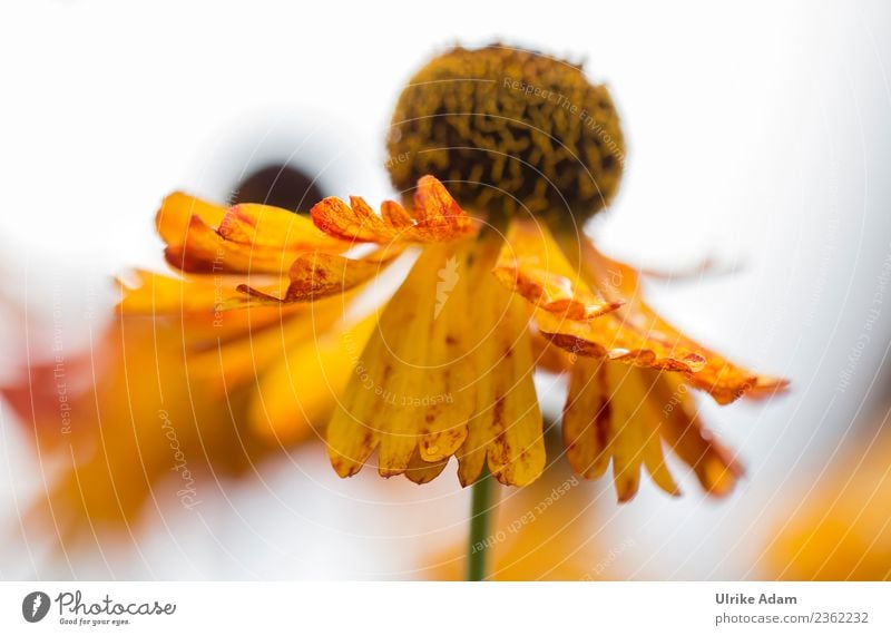 Yellow flower - the sun bride Nature Plant Summer Autumn Flower Blossom helenium Sunflower Garden Park Blossoming Illuminate Positive Enthusiasm