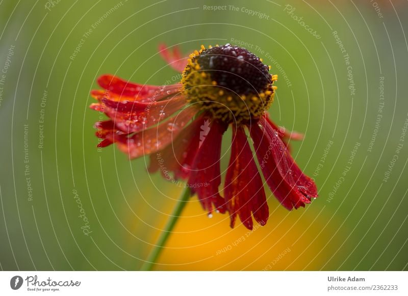 Dripping wet - The sun bride Nature Plant Drops of water Sunlight Summer Autumn Flower Blossom helenium Sneezeweed Garden Park Blossoming Exceptional Wet