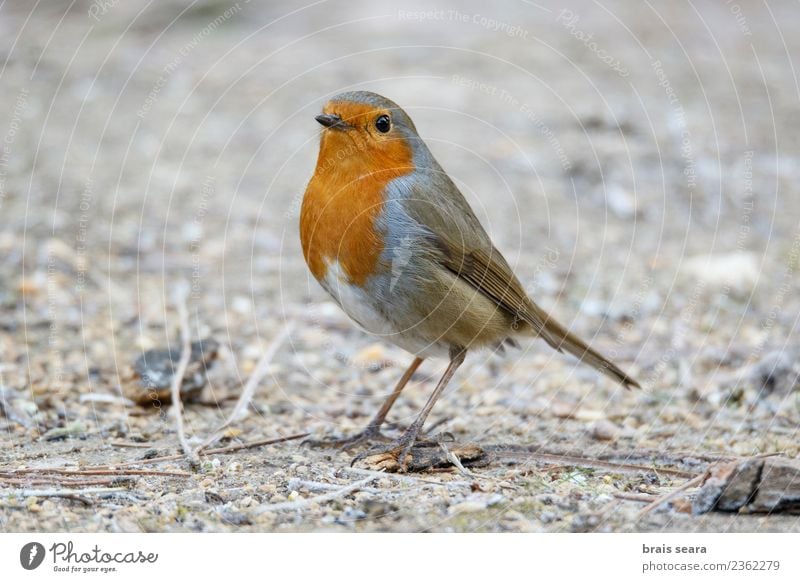 European robin Life Garden Education Science & Research Breasts Nature Animal Tree Forest Wild animal Bird 1 Feeding Small Cute Red White Colour Freedom branch