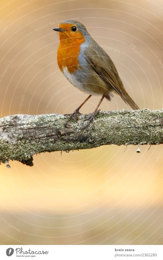 European robin Life Garden Education Science & Research Nature Animal Tree Forest Wild animal Bird 1 Wood Free Small Cute Brown Red White Colour Concentrate