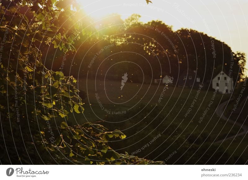 pollen flight Environment Landscape Plant Sky Sun Sunrise Sunset Sunlight Summer Beautiful weather Tree Leaf Blossom Foliage plant Pollen