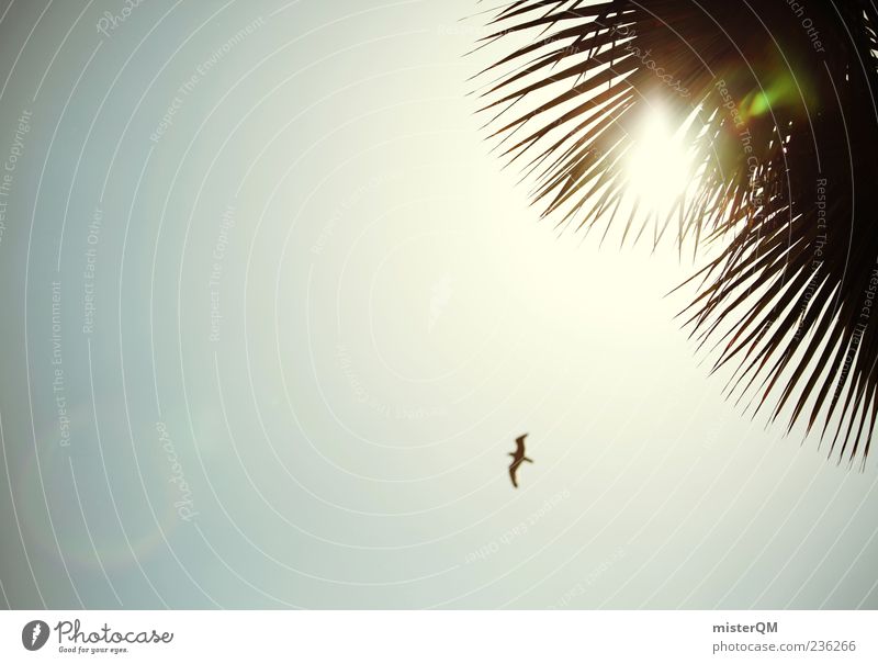 summer feeling. Esthetic Summer Palm tree Palm roof Sky Bird Freedom Sun Illuminate Colour photo Subdued colour Exterior shot Experimental Abstract Deserted