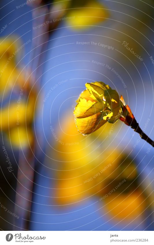 GoldYellow Nature Plant Spring Blossoming Natural Calm Colour photo Exterior shot Close-up Detail Deserted Copy Space left Copy Space top Copy Space bottom Day