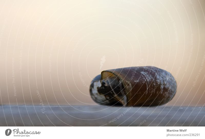 @ lying Animal Snail 1 Snail shell Nature Protection Copy Space top Brown Lie Colour photo Macro (Extreme close-up) Deserted Copy Space left Neutral Background