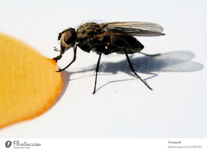 bow tie Honey Animal Fly Wing 1 Yellow Close-up Foraging Macro (Extreme close-up) Shadow Drop Colour photo Exterior shot Detail Copy Space bottom