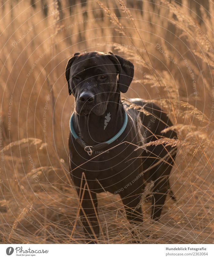 Dog in the grass Environment Nature Plant Sun Sunlight Spring Summer Autumn Beautiful weather Warmth Drought Grass Meadow Animal Pet 1 Relaxation Looking Stand