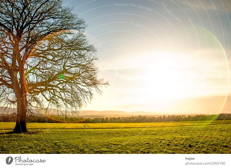 Old oak in autumn Vacation & Travel Winter Nature Cool (slang) Oak tree Bleak Autumn Back-light evening mood Warm light Brilliant atmospheric Meadow Green land