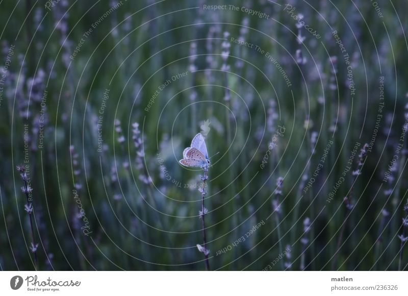 bleu Plant Summer Animal 1 Blue Green Exterior shot Deserted Copy Space top Day Light Shadow Sunlight Lavender Butterfly