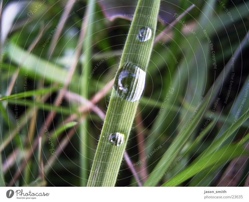 water drops Rain Grass Green Water Macro (Extreme close-up) in the field Battery all hmpffff