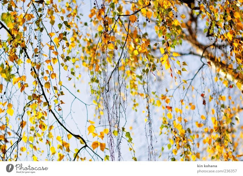 autumn Plant Cloudless sky Tree Leaf Blue Brown Yellow Gold Autumn Autumn leaves Autumnal Autumnal colours Birch leaves Birch tree Colour photo Exterior shot