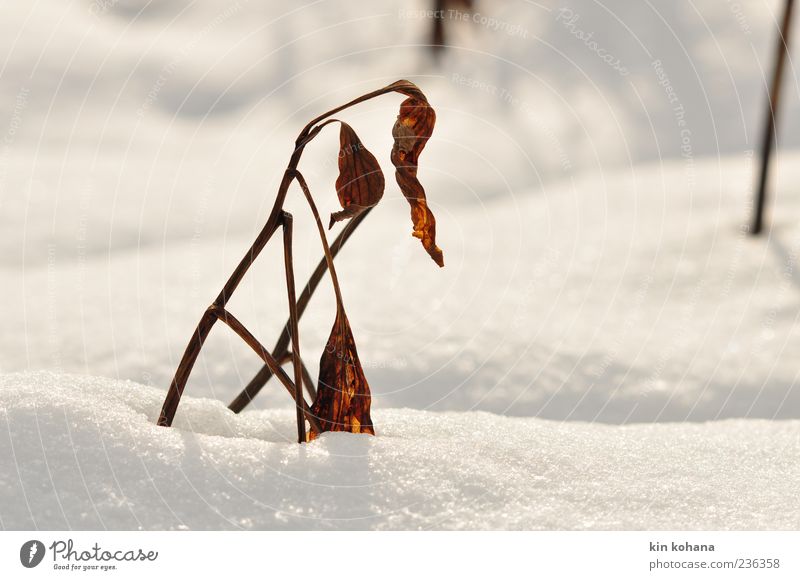 winter Nature Plant Brown Gold White Snow Snow layer Glittering Leaf Limp Colour photo Exterior shot Deserted Sunlight Winter Winter light Snowscape