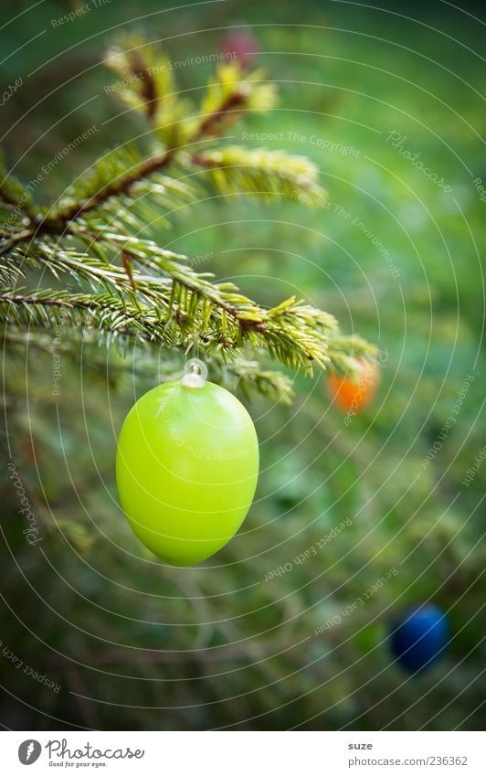 Green hang Decoration Feasts & Celebrations Easter Plastic Hang Egg Easter egg Twig Fir needle Spring April Festive Colour photo Multicoloured Exterior shot