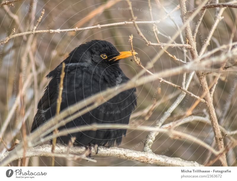 Plump blackbird Environment Nature Animal Sun Beautiful weather Tree Bushes Branch Twig Wild animal Bird Animal face Wing Claw Blackbird Eyes Beak Feather 1