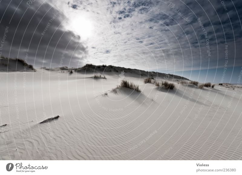 Spiekeroog. Flood Light. Vacation & Travel Summer Summer vacation Beach Island Nature Landscape Sky Clouds Sun Sunlight Relaxation Gigantic Marram grass