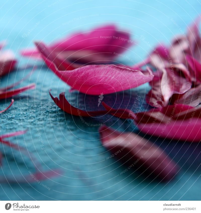 the course of events Plant Flower Blossom Blossom leave Peony Beautiful Pink Turquoise Cloth Bouquet Delicate Faded Old Colour photo Close-up Detail Deserted