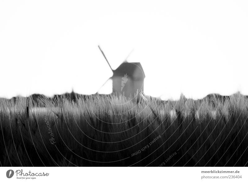 center Environment Nature Plant Field Grain Grain field Pinwheel Windmill Windmill vane Black & white photo Exterior shot Copy Space left Copy Space right