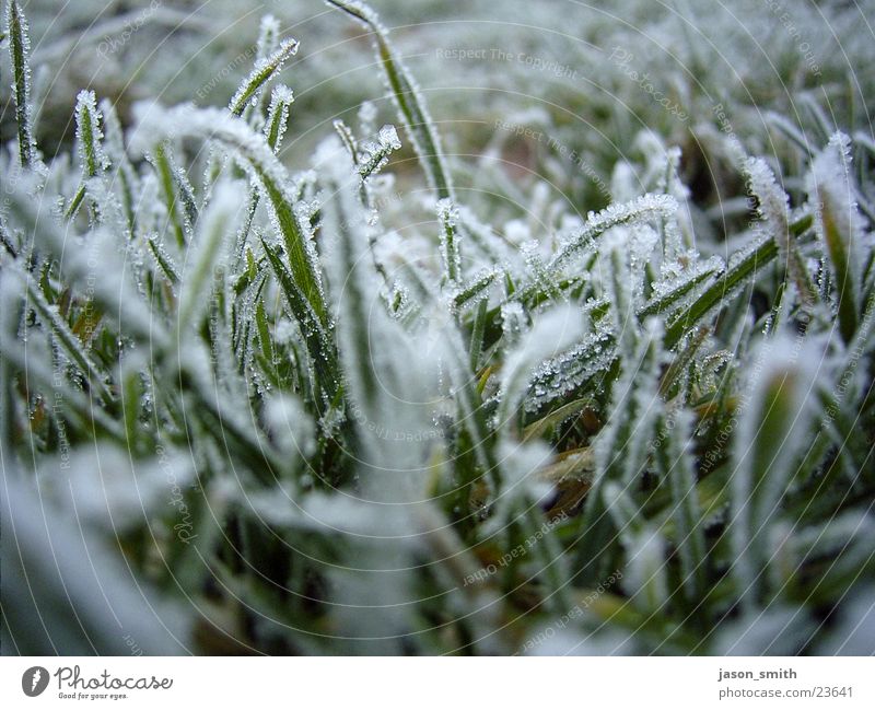 frozen green Frozen Winter Cold Near Lawn Ice Snow