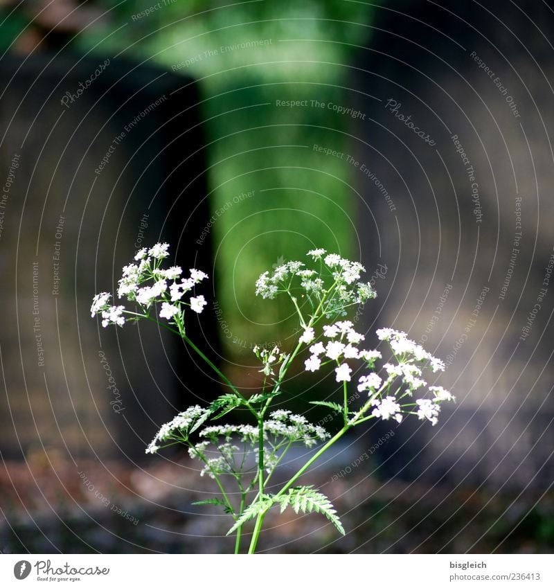 Life & Death Plant Blossom Tombstone Cemetery Stone Green White Resume Delicate Transience Colour photo Exterior shot Deserted Copy Space top Day