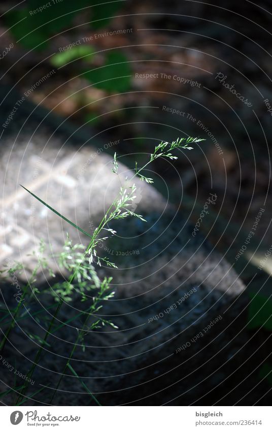 Life & Death II Plant Grass Tombstone Cemetery Gray Green Transience Light Colour photo Exterior shot Deserted Copy Space top Day Shallow depth of field