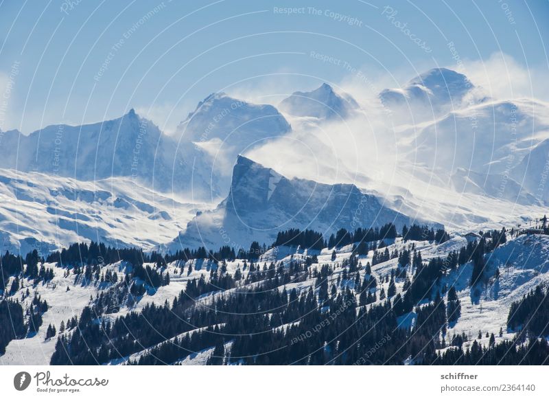 Powdered sugar tower II Environment Nature Landscape Cloudless sky Winter Beautiful weather Gale Ice Frost Snow Tree Rock Alps Mountain Peak Snowcapped peak