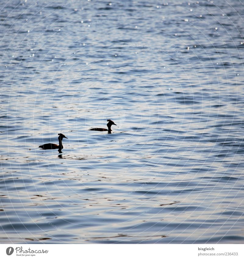 Great Crested Grebe Waves Lake Crested grebe 2 Animal Swimming & Bathing Blue Idyll Calm Water Colour photo Subdued colour Exterior shot Copy Space right